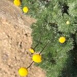 Cotula hispida Flor