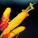 Sanchezia nobilis Flor