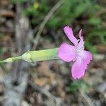 Dianthus godronianus Blodyn