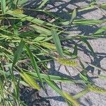 Setaria pumila Plante entière