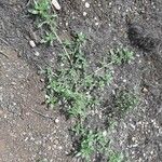 Amaranthus blitoides Hábito
