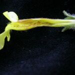 Lindenbergia grandiflora Flower