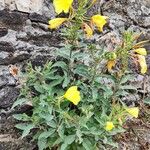 Oenothera glazioviana Habit