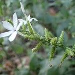 Plumbago zeylanica Flower