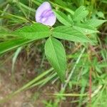 Centrosema virginianum Blatt