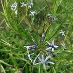 Amsonia ciliata Žiedas