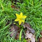 Narcissus jonquilla Leaf