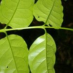 Bunchosia polystachia Leaf