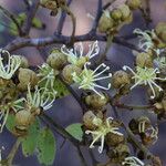 Julbernardia globiflora Floro