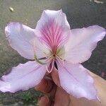 Bauhinia variegata Flor