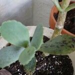 Kalanchoe marmorata Folha