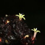 Psychotria densinervia