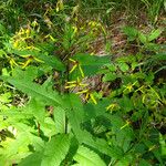 Senecio hercynicus Feuille