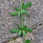 Jasminum nudiflorumЛіст