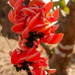 Erythrina variegata Blomst