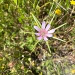 Geropogon hybridus Çiçek
