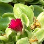 Mesembryanthemum cordifolium cv. 'Variegata' Kwiat