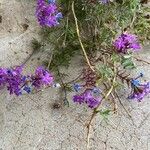 Verbena bipinnatifida Fleur
