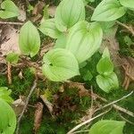 Maianthemum bifolium Folha