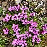 Dianthus glacialis Kwiat