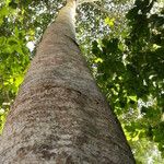 Terminalia ivorensis Kabuk