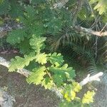 Quercus pyrenaica Φύλλο