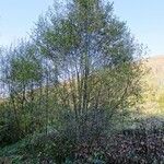 Salix atrocinerea 整株植物