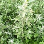 Chenopodium album Συνήθη χαρακτηριστικά