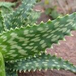 Aloe andringitrensis List