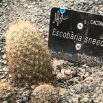 Escobaria sneedii Лист