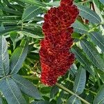 Rhus typhinaÇiçek