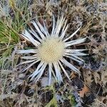 Carlina acaulisBlüte