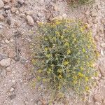Helichrysum italicum List