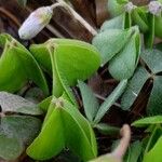 Oxalis acetosella Blad