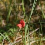 Lathyrus sphaericus Flower