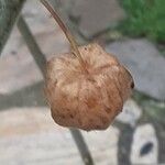 Physalis peruviana Fruit