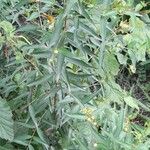 Heimia salicifolia অভ্যাস
