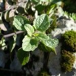 Scutellaria albida 葉