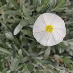 Convolvulus cneorumFlor