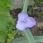 Tradescantia ohiensisKukka