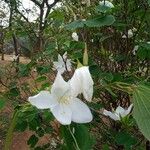 Bauhinia acuminata Blatt