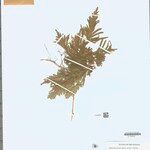 Selaginella parkeri Hoja