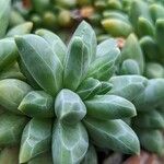 Pachyphytum compactum Liść