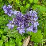 Phacelia tanacetifoliaLorea