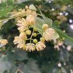 Tilia mongolica 花