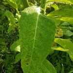 Nicotiana tabacum Листок