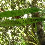 Lepisorus excavatus Leaf