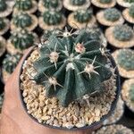 Echinocactus texensis Yaprak