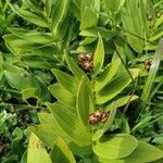 Maianthemum stellatum Frukto