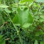 Smilax tamnoides Blatt